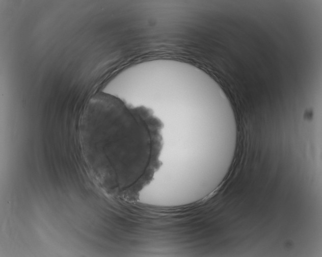 X0000115650082200912221340