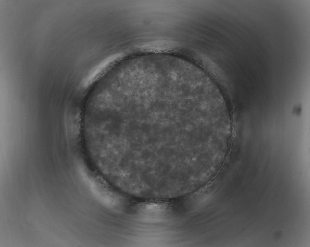 X0000115650163200912221338