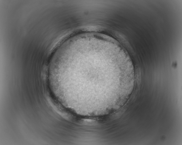 X0000115650167200912221338