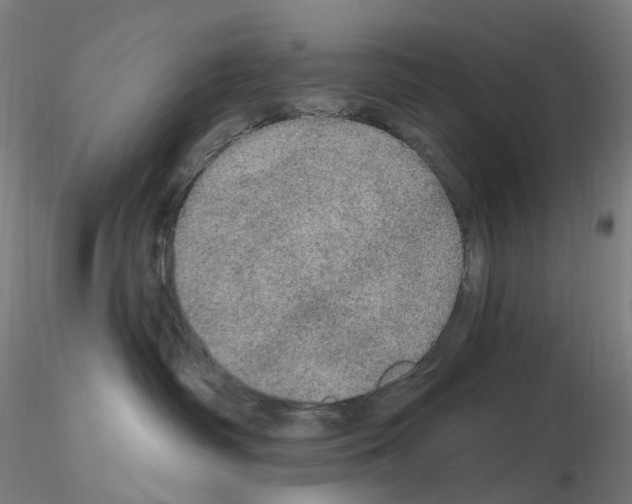 X0000115650334200912221336
