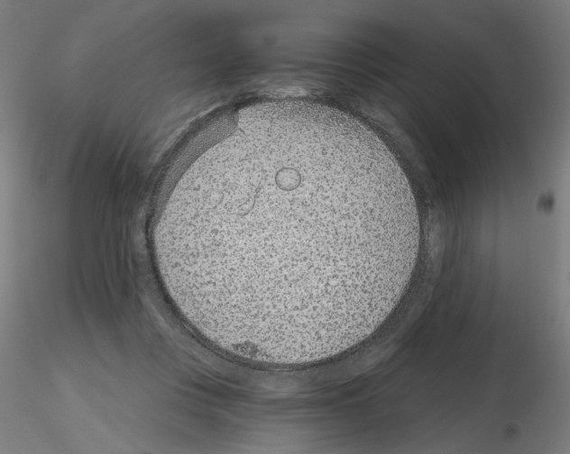 X0000115650359200912221336