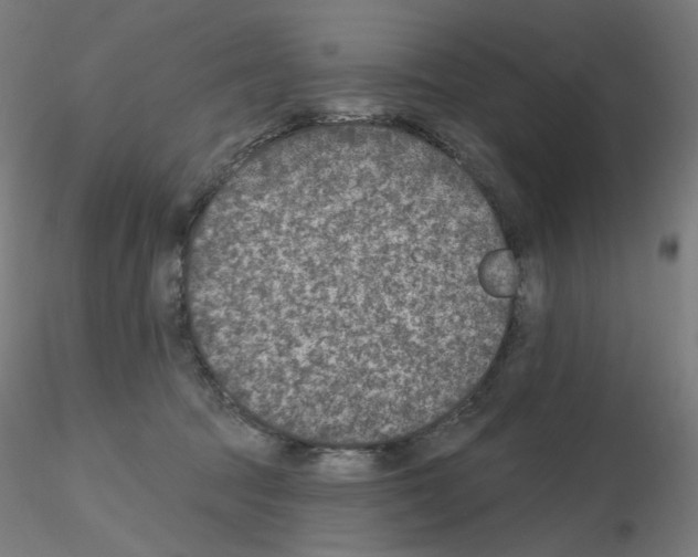 X0000115650369200912221336
