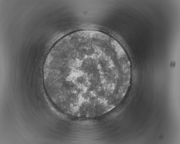 X0000115650433200912221334