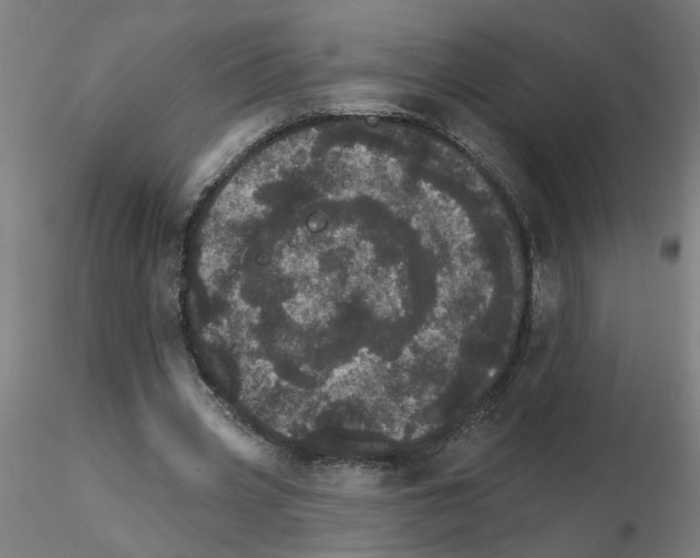 X0000115650533200912221333