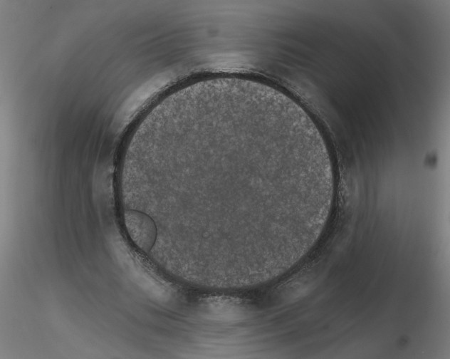 X0000115650535200912221333