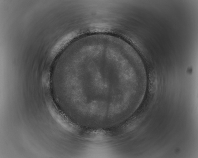 X0000115650631200912221332