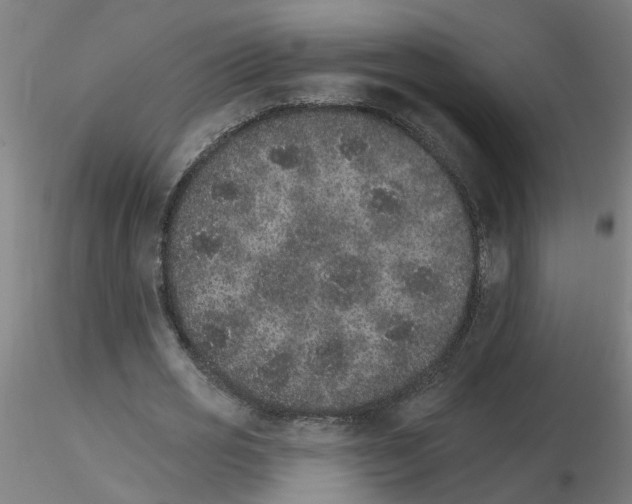 X0000115650725200912221330