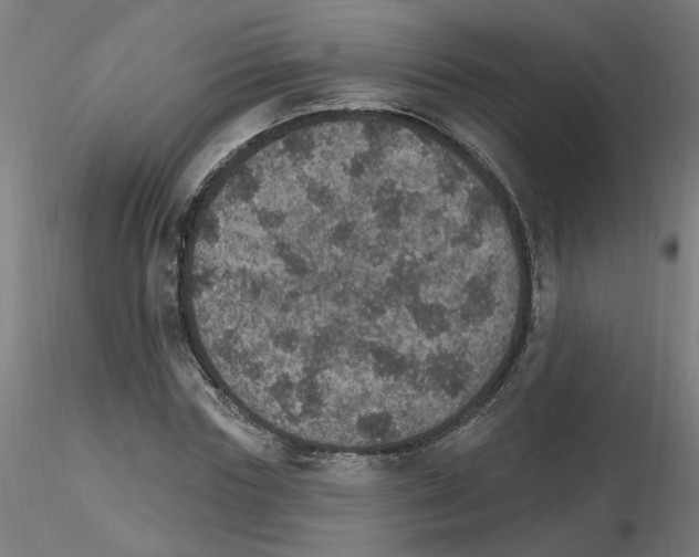 X0000115650827200912221329