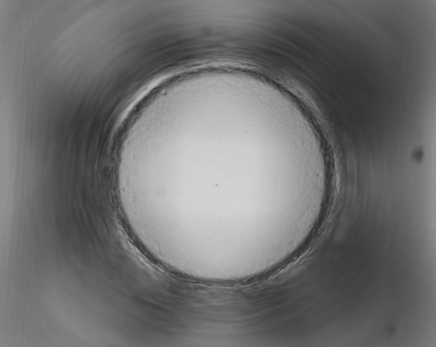 X0000115650828200912221329