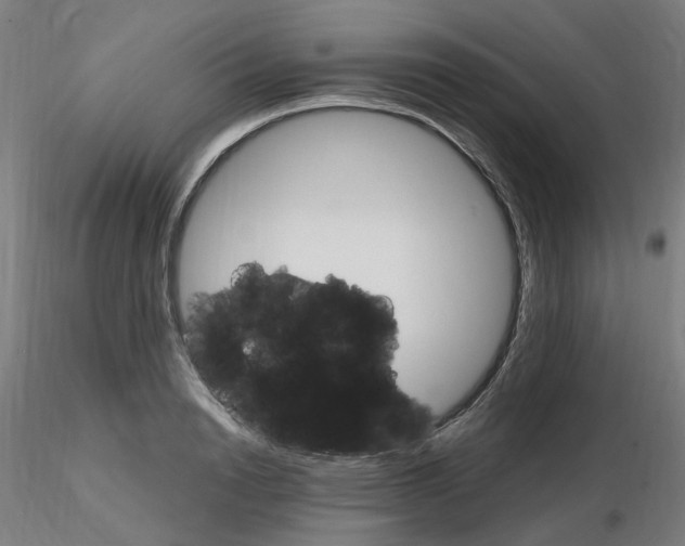 X0000115650846200912221329