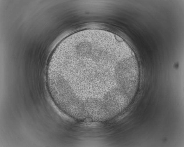 X0000115650853200912221329