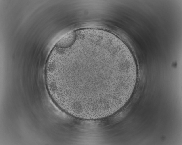 X0000115650855200912221329