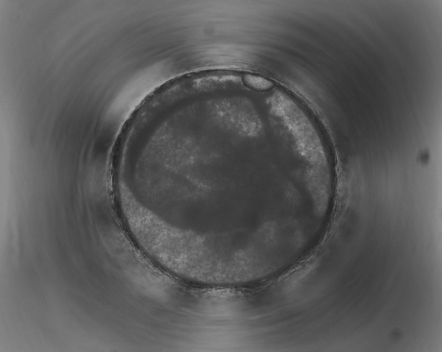 X0000115650883200912221329