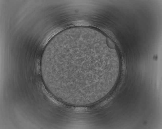 X0000115650889200912221329