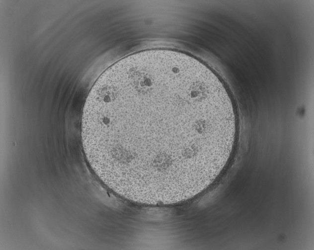 X0000115650953200912221328