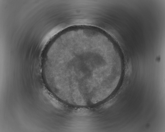 X0000115650974200912221327