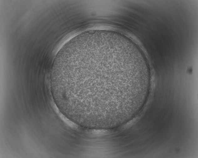 X0000115651425200912221321