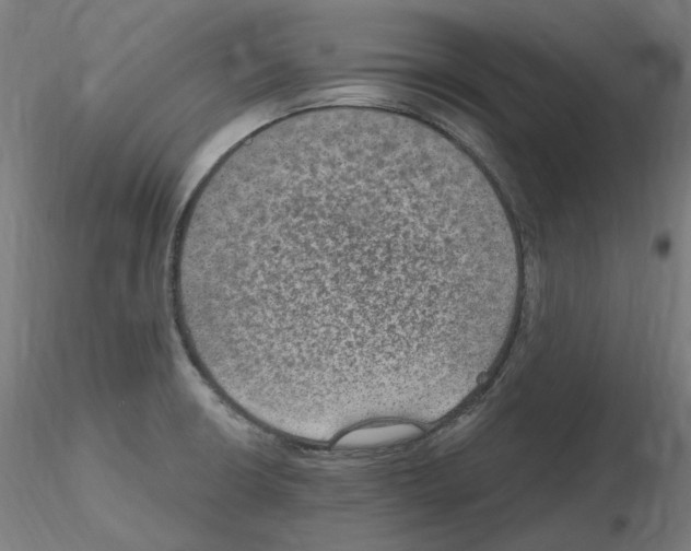 X0000115651426200912221321