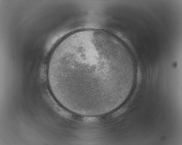 X0000115651454200912221321