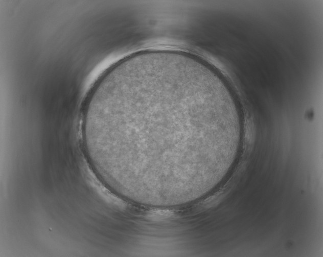 X0000115651462200912221321