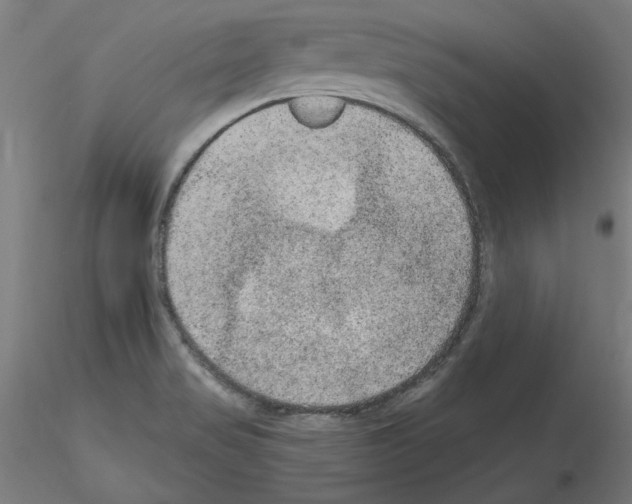 X0000115651517200912221320