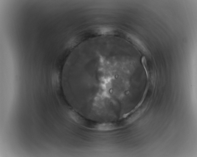 X0000115660461200911191009