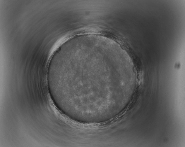 X0000115660004200912031343