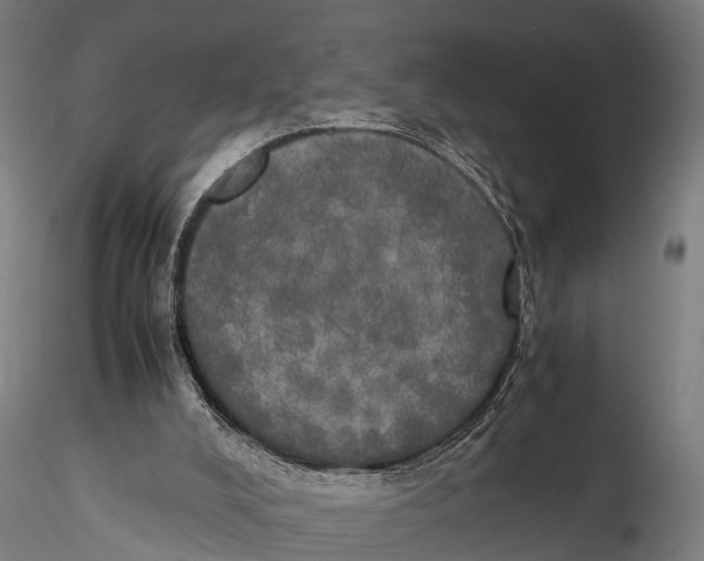 X0000115660008200912031343