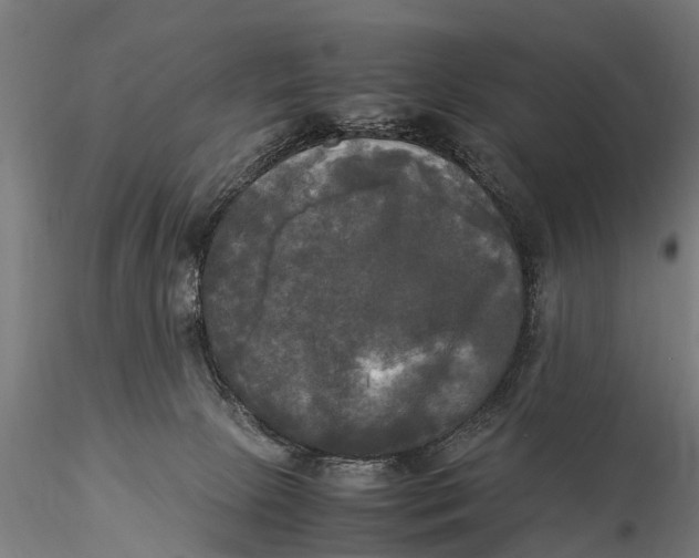 X0000115660081200912031342