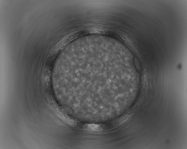 X0000115660265200912031339