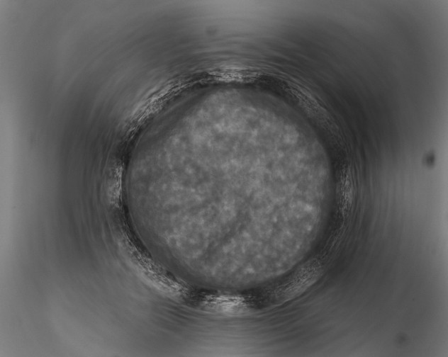 X0000115660554200912031335