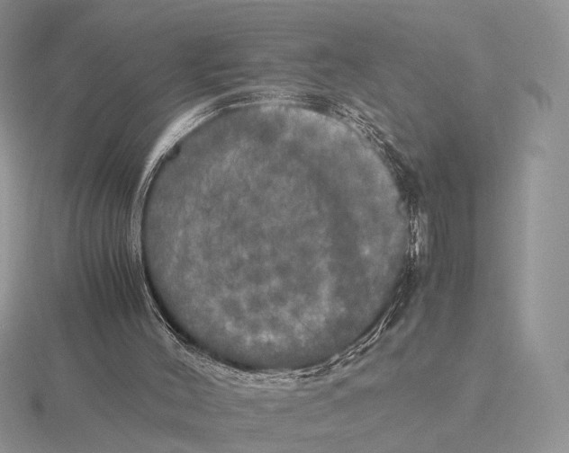 X0000115660004200912101101