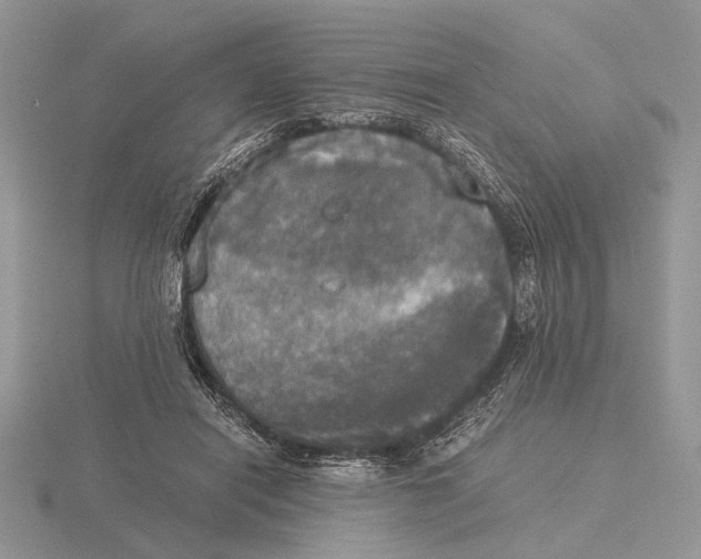 X0000115660454200912101055