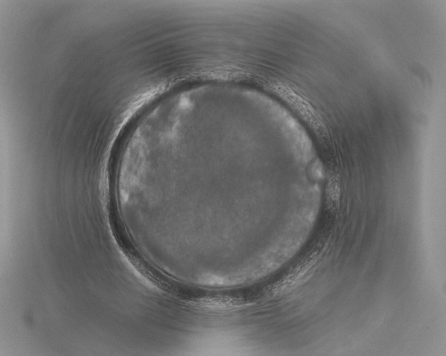 X0000115660630200912101052