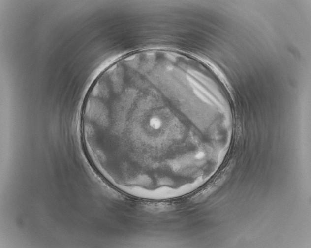 X0000115660957200912101049