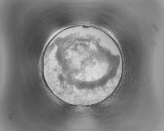 X0000115661056200912101047