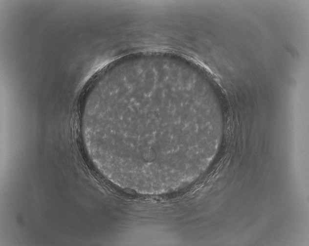 X0000115661255200912101044