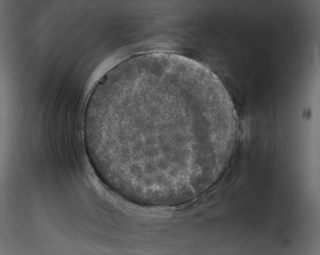 X0000115660004200912241408