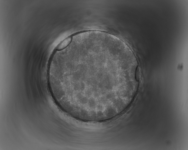 X0000115660008200912241408