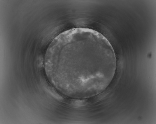 X0000115660081200912241407