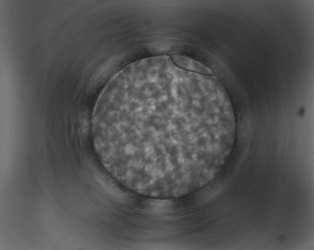 X0000115660085200912241408