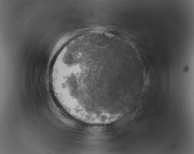 X0000115660102200912241407