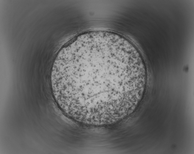 X0000115660385200912241403