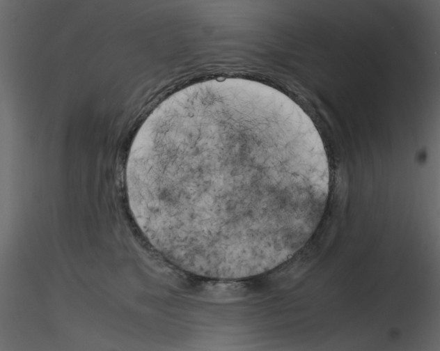 X0000115660517200912241401