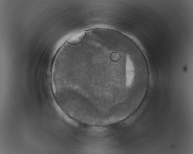 X0000115660910200912241356