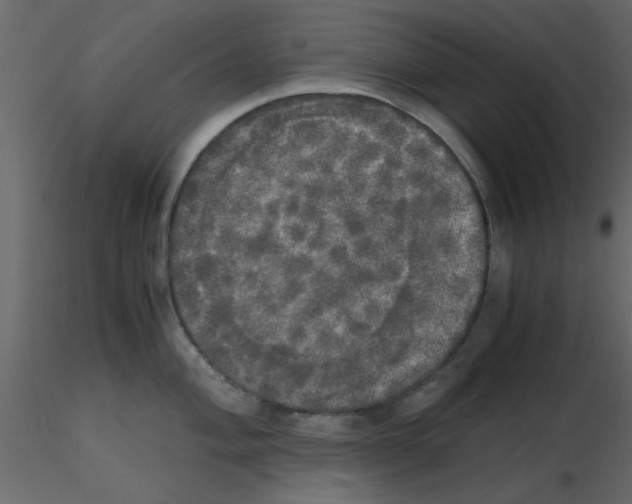 X0000115661004200912241355