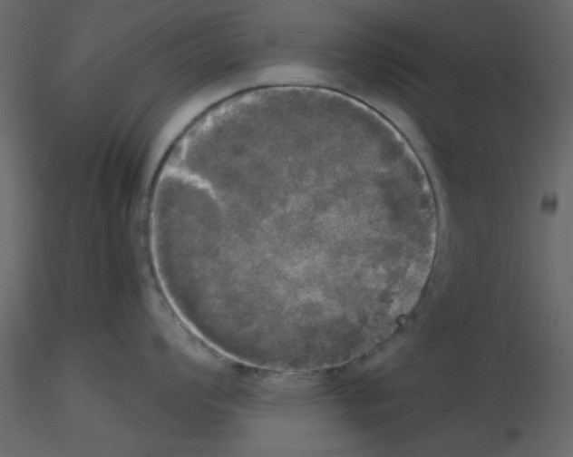 X0000115661008200912241355