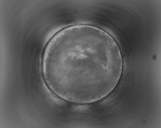 X0000115661047200912241355