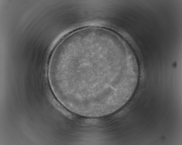 X0000115661232200912241352