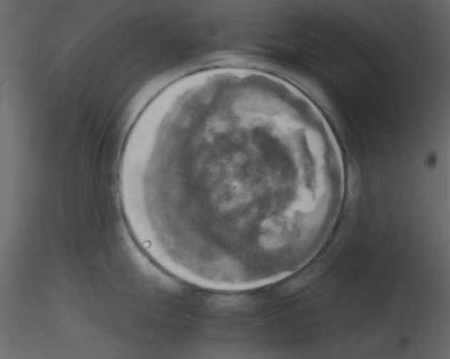 X0000115661247200912241352